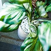 Vista 2 de Galashield Canicas de vidrio plano para jarrones, cuentas de gemas de vidrio blanco, relleno de jarrón (5 libras, aproximadamente 540 unidades)