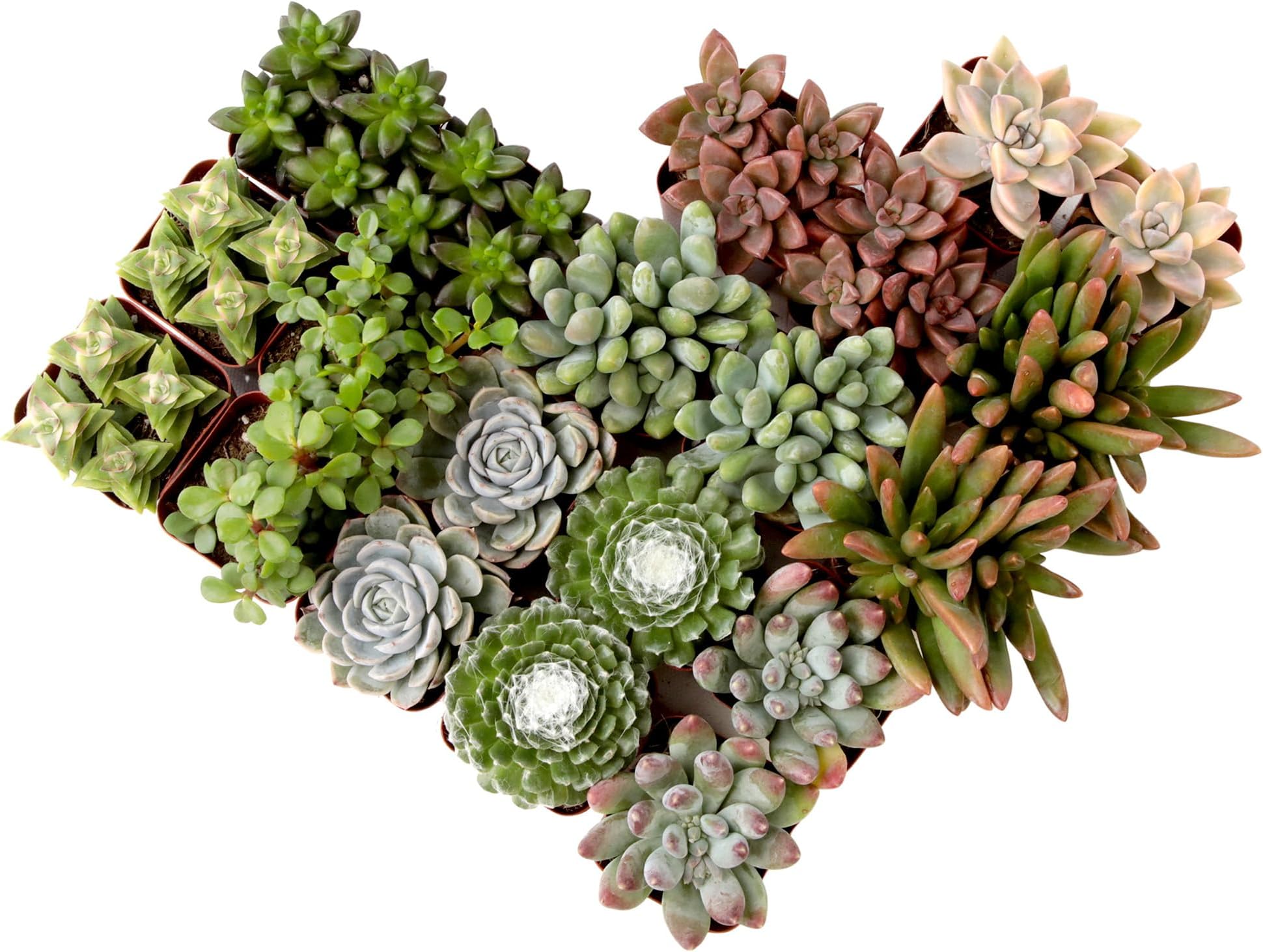 Plants for Pets Succulents Live (20PK) Potted Succulent Live House , Cactus Live Indoor Live Houseplants, Indoor Plant Succulents Live Plant House Plant