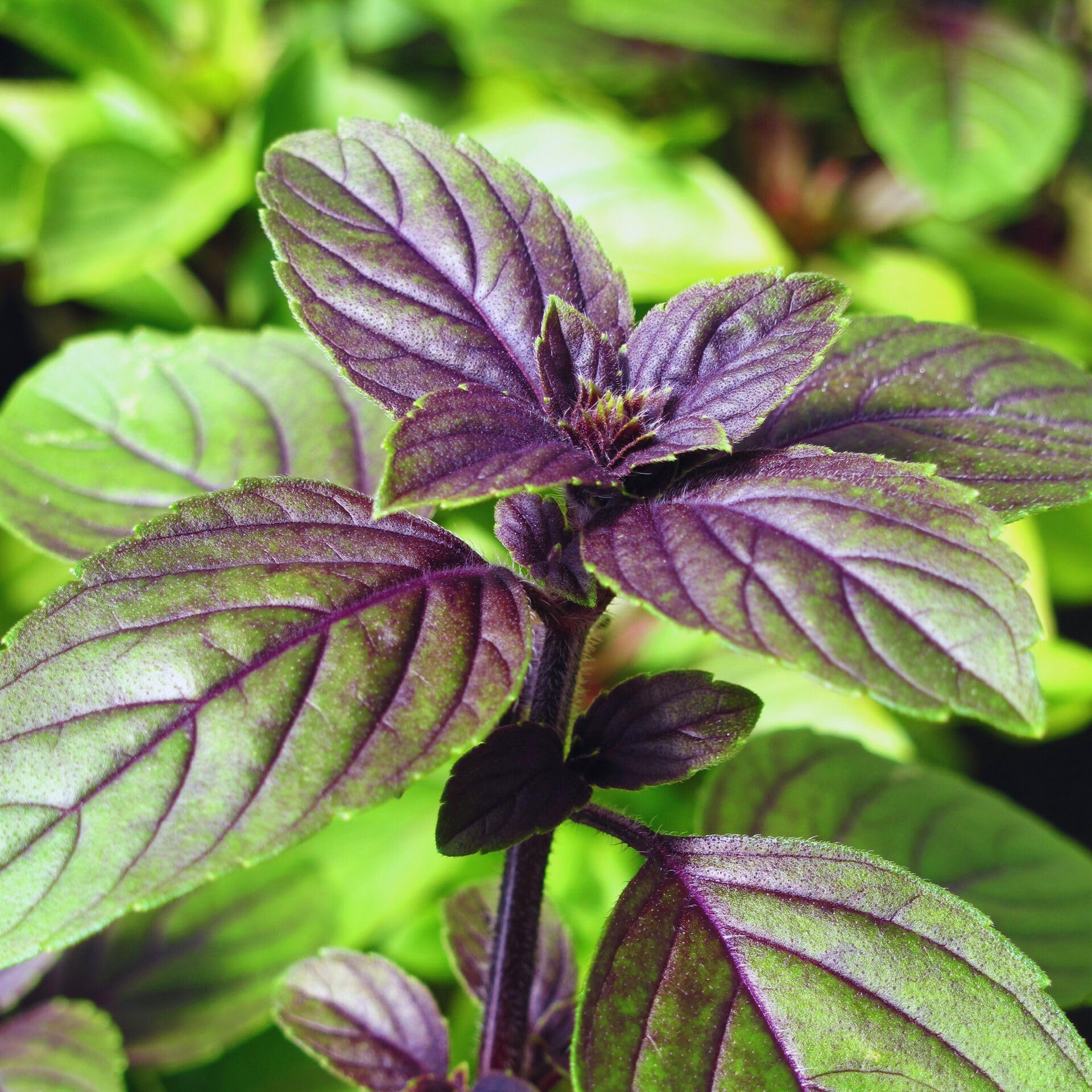 2 Blue Basil Plants Live, Basil Live Plant for Your Herb Garden, 4'' Pot Including 2 Plants