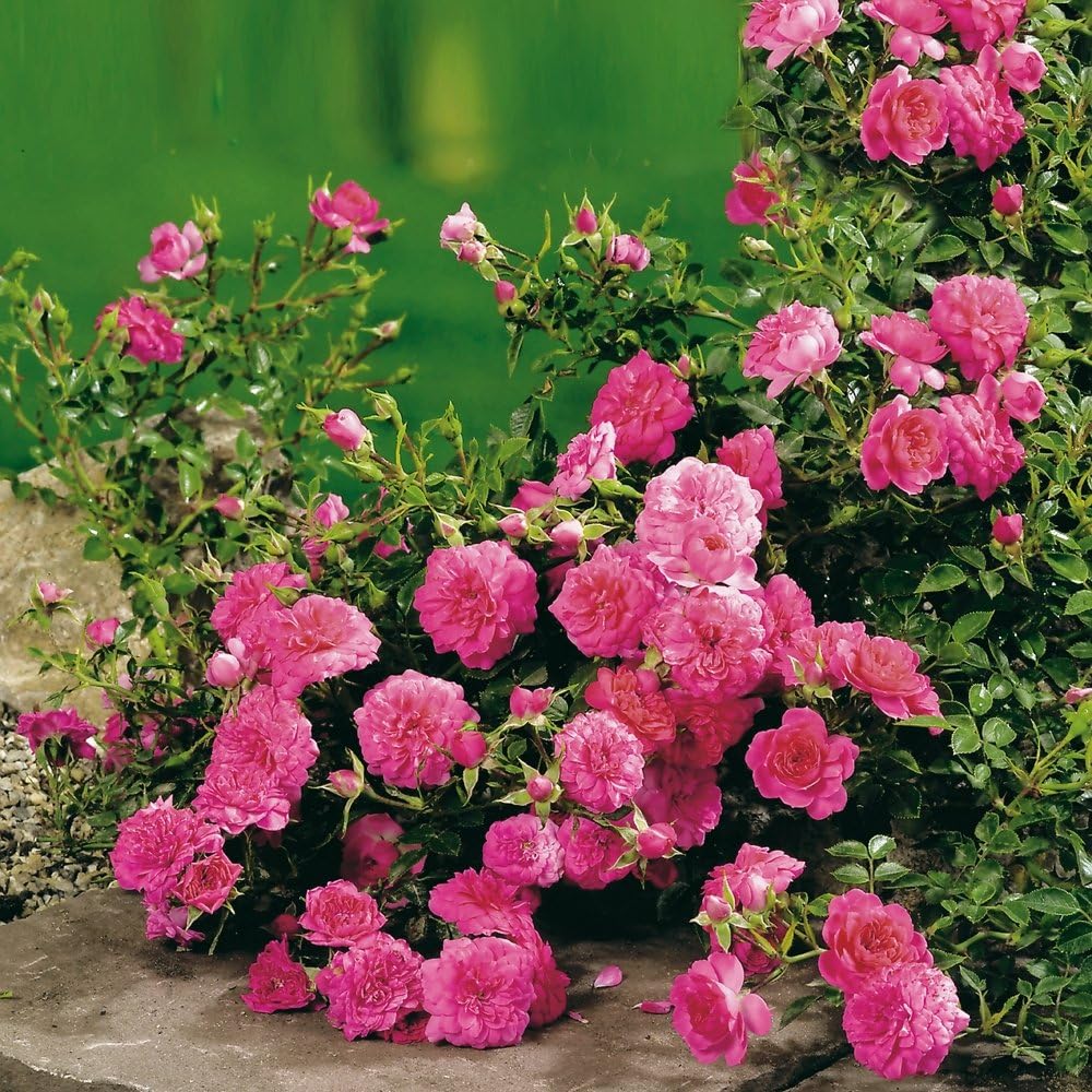 BALDUR Garten Weiße Rose 'Sea Foam', 1 Pflanze, Bodendeckerrose