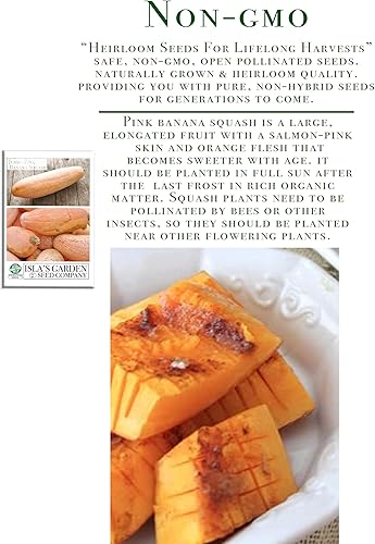 Miniatura 3 de Semillas de calabaza de plátano rosa, más de 15 semillas tradicionales por paquete, semillas de jardín de Isla (semillas de jardín de Isla),