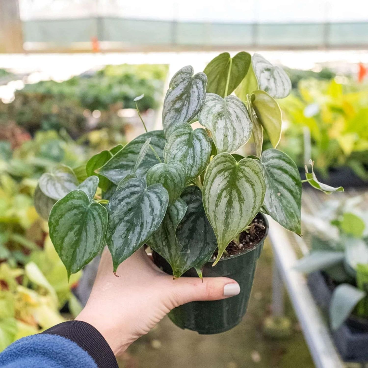 Philodendron Brandi Live Plant for Indoor | Different Houseplants in 4'' & 6'' Pot | Real House Plant for Living Room, Office, Desk & Bathroom | Silver Leaf | brandtianum