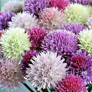 Easy to Grow Allium Summer Sparkler Mix 60 Plant Bulbs - Colorful Pink, ...