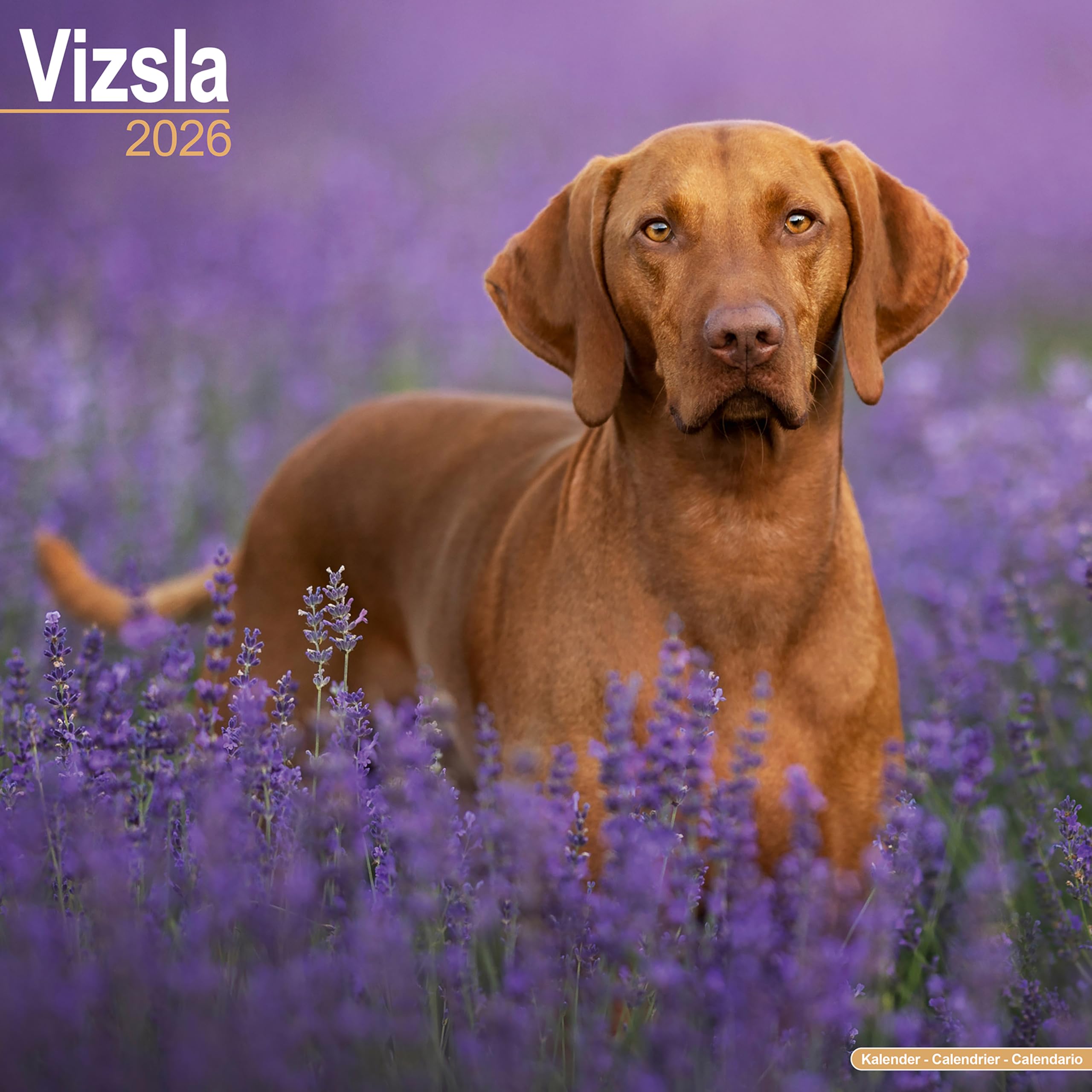 Vizsla Calendar 2026  Square Dog Breed Wall Calendar  16 Month CALENDAR