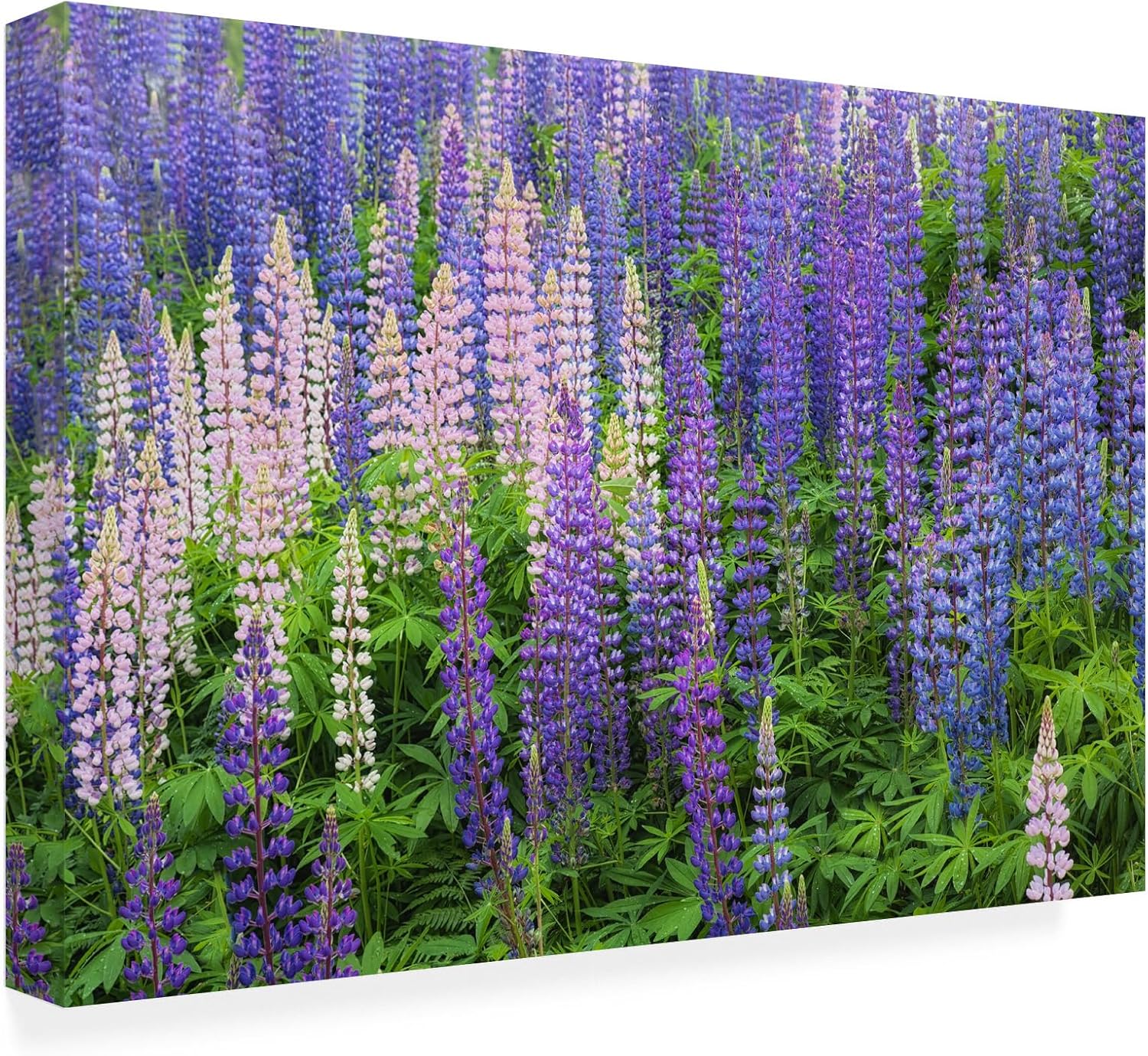 Wrapped Canvas Wall Art - Cora Niele 'Blue Pink Lupine Flower Field' Wall Art for Living Room, Bedroom, or Office Décor - 16x24