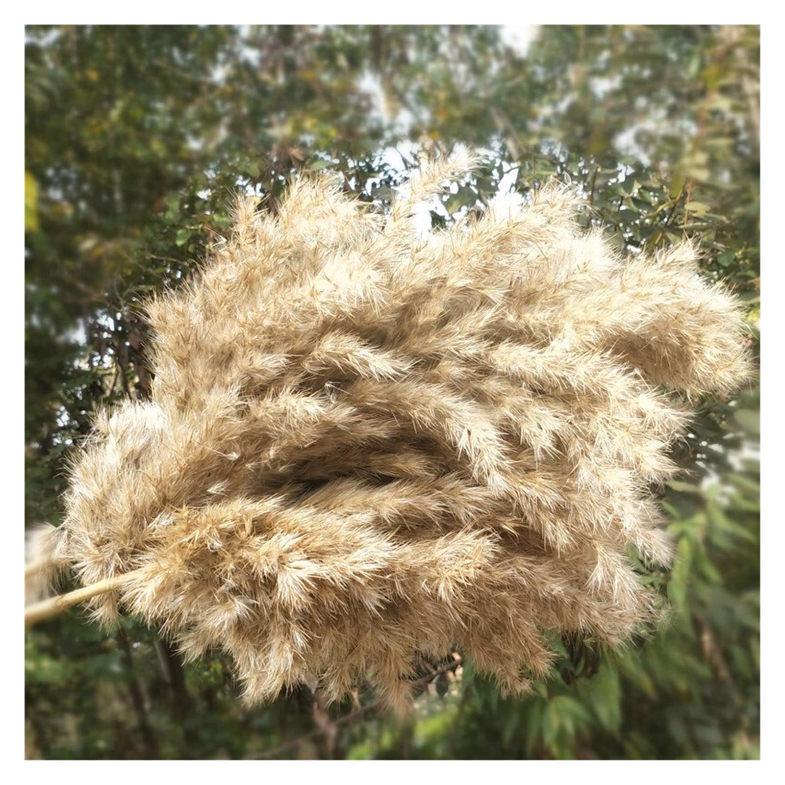 Bouquet De Fleurs Sechees 20 pcs Phragmites séchés naturels communis roseaux Plantes de Mariage Fleur de Mariage décor de la Maison décor Bricolage Fleurs séchées Pampa Herbe Pampa Herbe