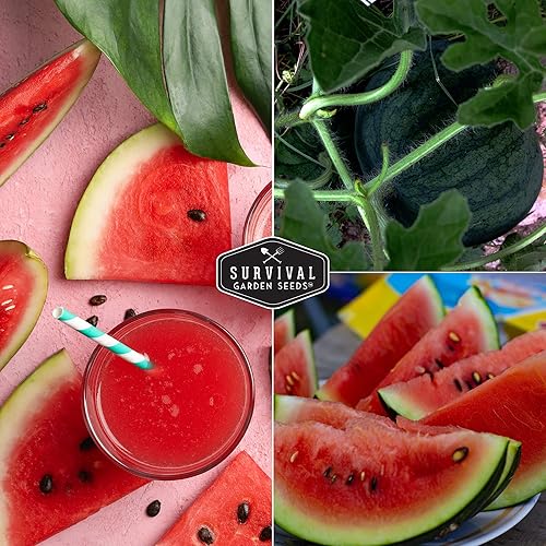 Vista 5 de Semillas de Jardín de Supervivencia - Semillas de Sandía Sugar Baby Cultive Pequeños Melones Redonditos de Nevera en Casa - Semillas Autóctonas
