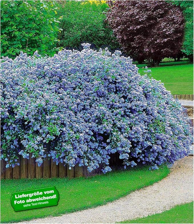 BALDUR Garten Immergrün Ceanothus Säckelblume \