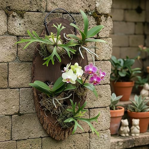 Kit de tabla de montaje de helecho de ciervo de madera, maceta de pared colgante para plantas verticales, platicerio, orquídeas, suculentas (ovalado)