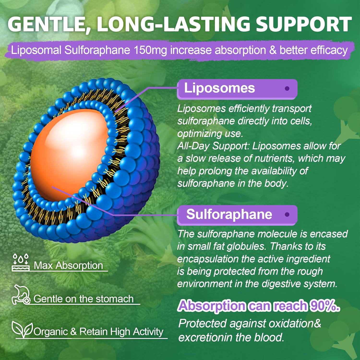 150mg Liposomal Sulforaphane Supplement from Broccoli Sprouts Extract - Sulforaphane with Myrosinase, Vitamin C, E | Broccoli Sprout Supplement for Antioxidant, Detox & Cellular Health | 60 Counts - Image 7