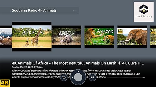 Animais do Mundo 4K - Animais que chamam a Selva de Lar