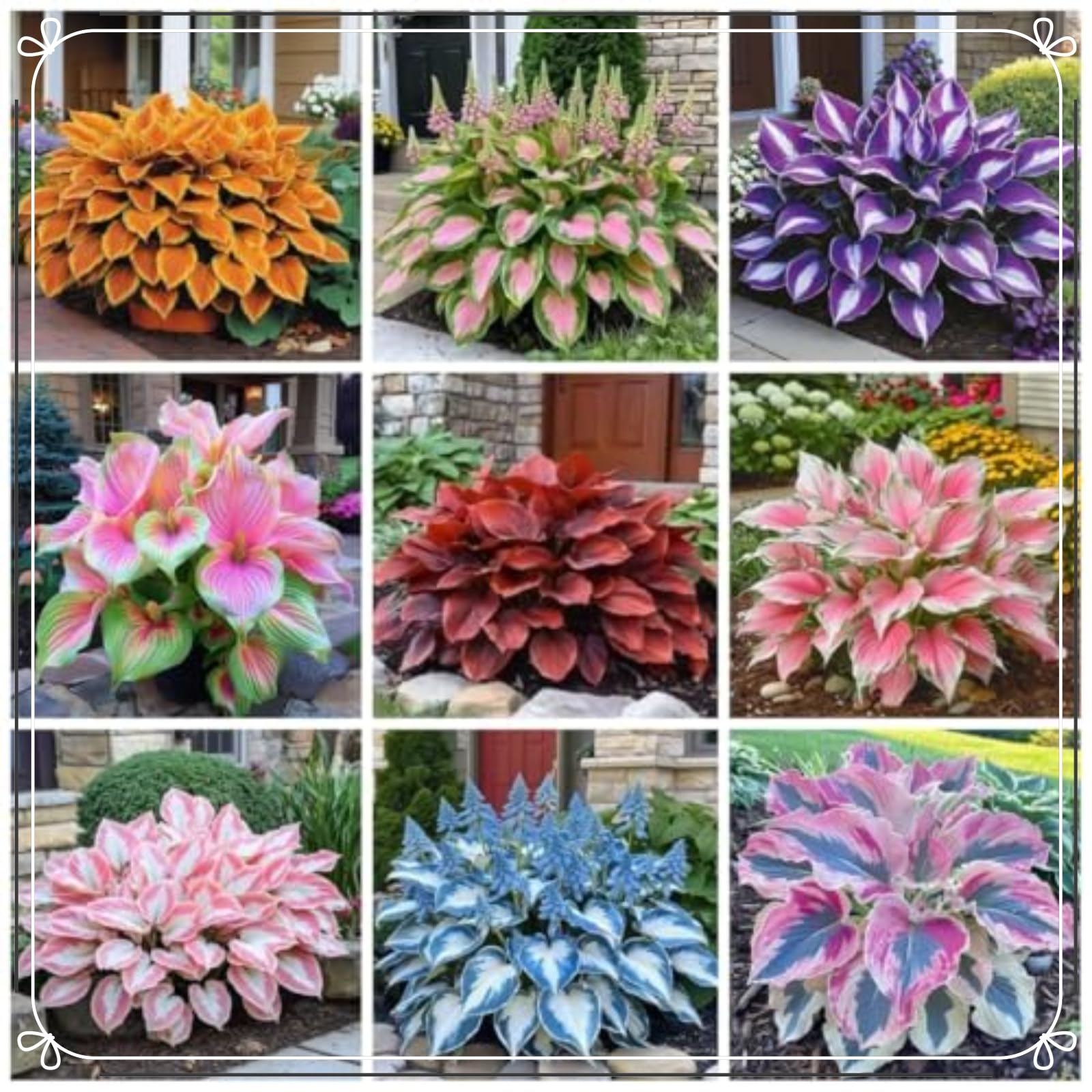 Striking Hosta Bulbs Mix for Planting Now UK/Stunning Ornamentals,Potted-Plants-Rhizome,Midnight Blue,Cold-Tolerant/Perennial,Shade-Tolerant,Excellent Display,Garden.-6Bulbs-E