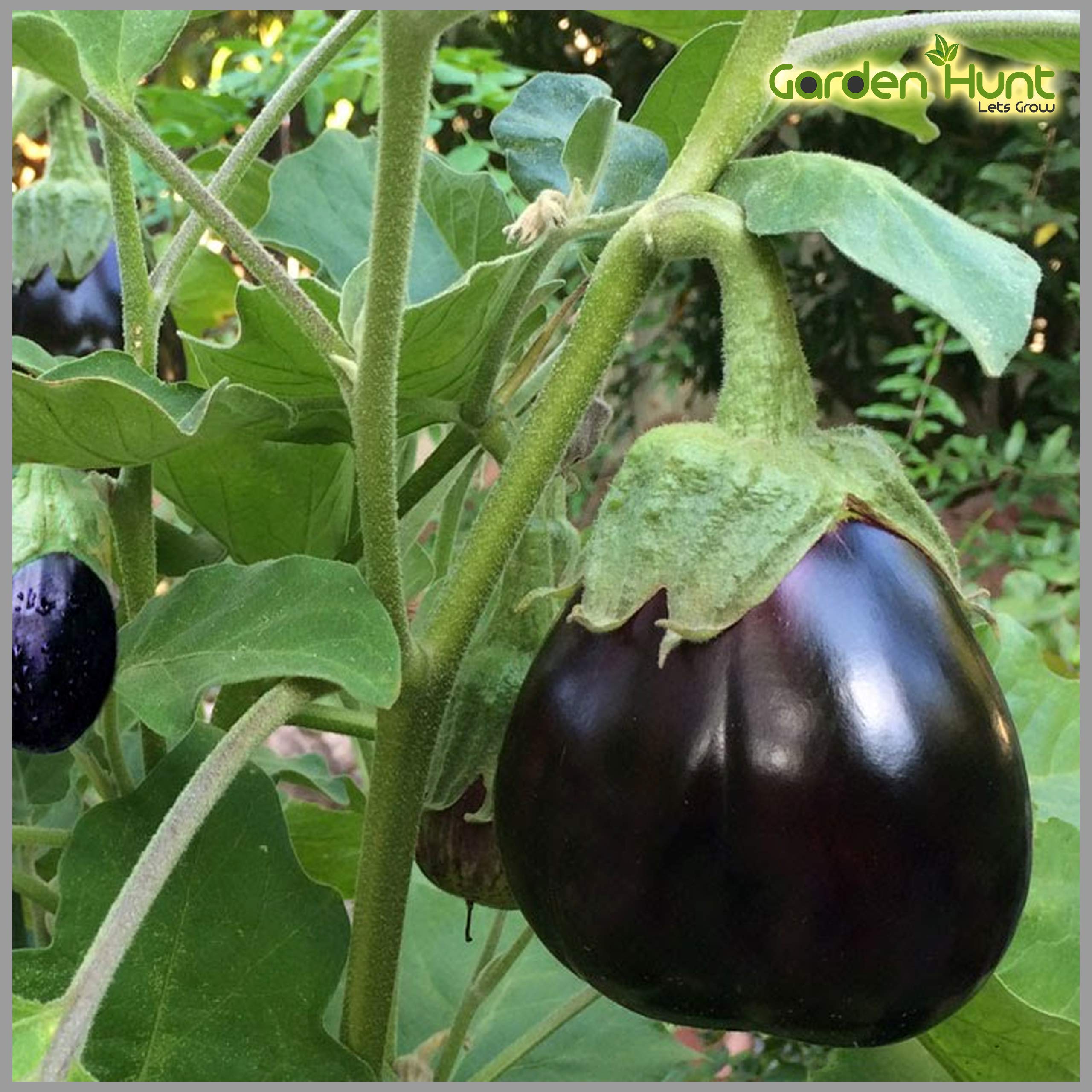 Brinjal Black Round (Egg Plant) Seeds (Pack of 100 Seeds) - GardenHunt
