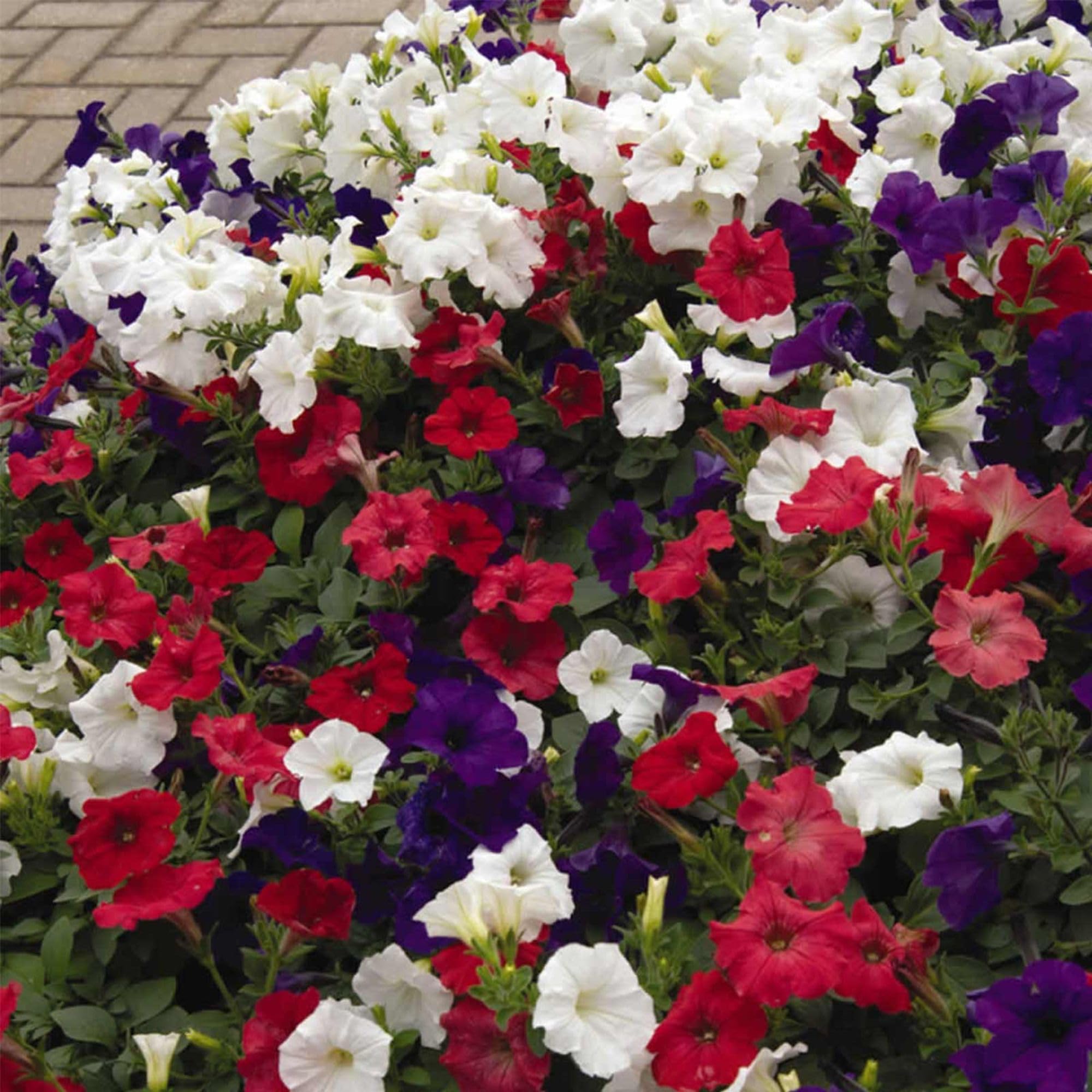 Easy Wave Petunia Flag Mix Seeds