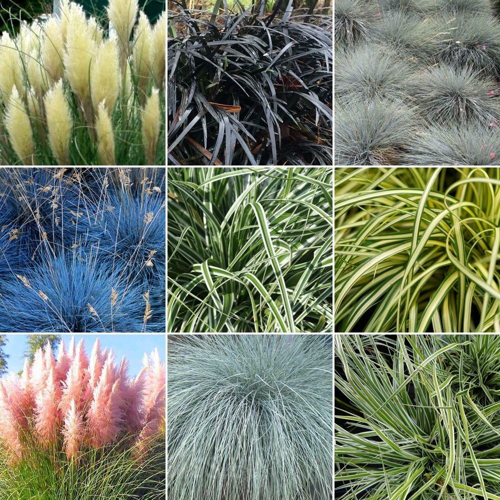 GardenersDream 10 x Mixed Grass Shrubs - Outdoor Garden Ready Ornamental Grasses - Decorative Evergreen Grass Plant for Gardens, Patios, Borders (15-30cm, incl. 9cm Pot)