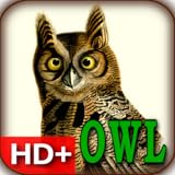 Little Owl Audubon\'s OWLS Live HD+ Wallpaper