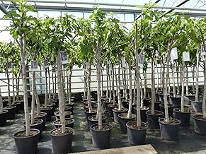 Fig Tree 150-180 cm Fruit Tree Hardy Strong Trunk Ficus Carica Fig Fruit