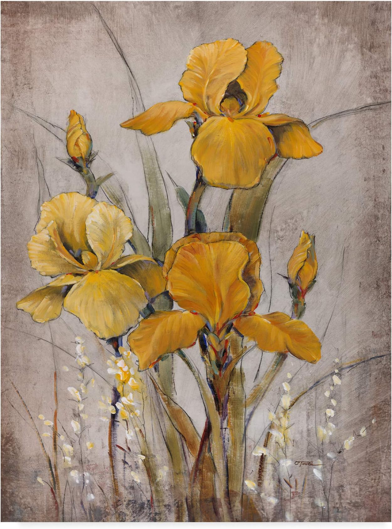 Trademark Fine Art, 14x19-Inch Golden Irises Ii by Tim Otoole