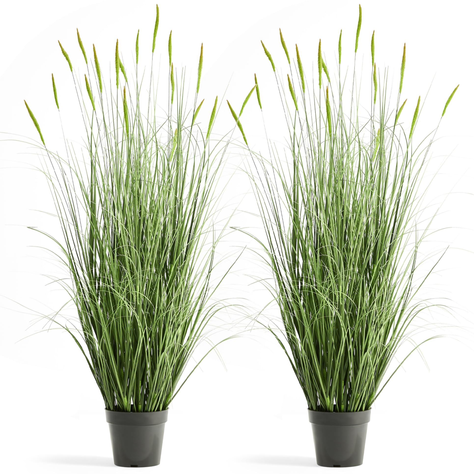 FloraFairy horsetail reed grass in black pot