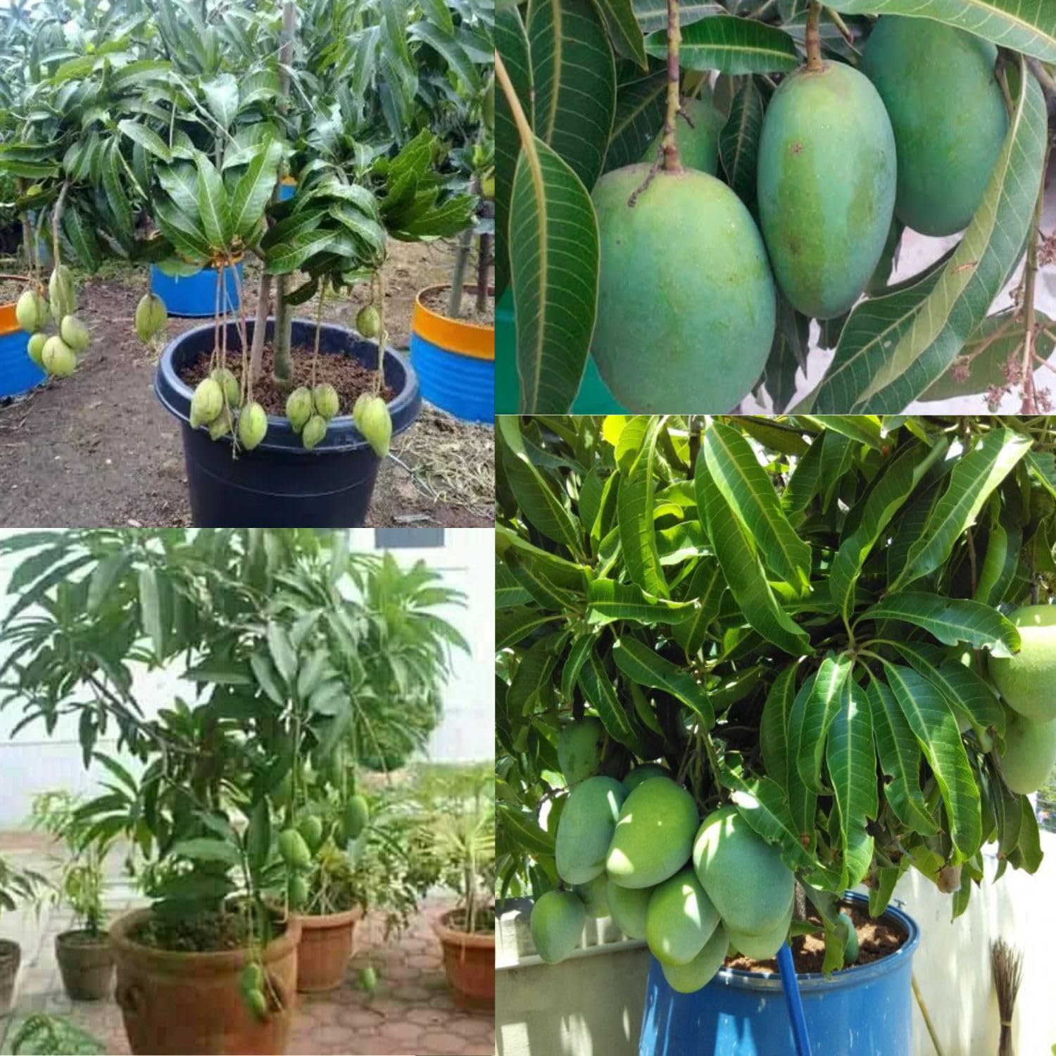 DIARAA All Time Mango Plant GRAFTED Hybrid Thai variety Alltime Mango Fruit Plant Pack Of 1 Live Fruit Plant baramasi all season amm ka paudha garranty fruiting in 3 months. Plant For Home Garden 4
