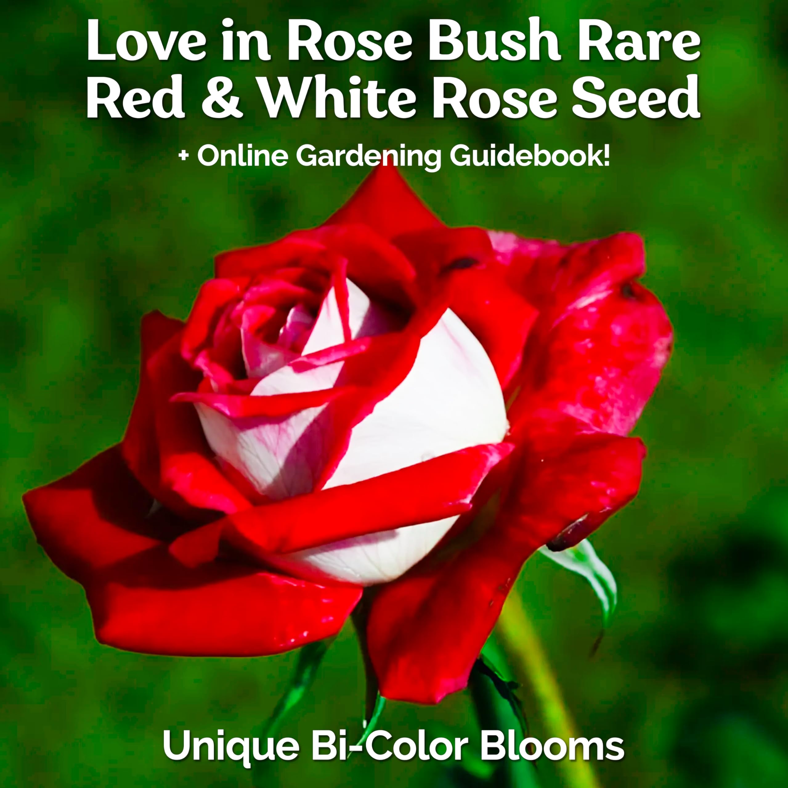 Amazon.com : KVITER 20 Love in Rose Bush, Red White Rose Seeds for