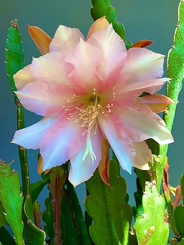 Miniatura 7 de Cactus de huerta Epiphyllum (Abraxas de claridad súper rara)