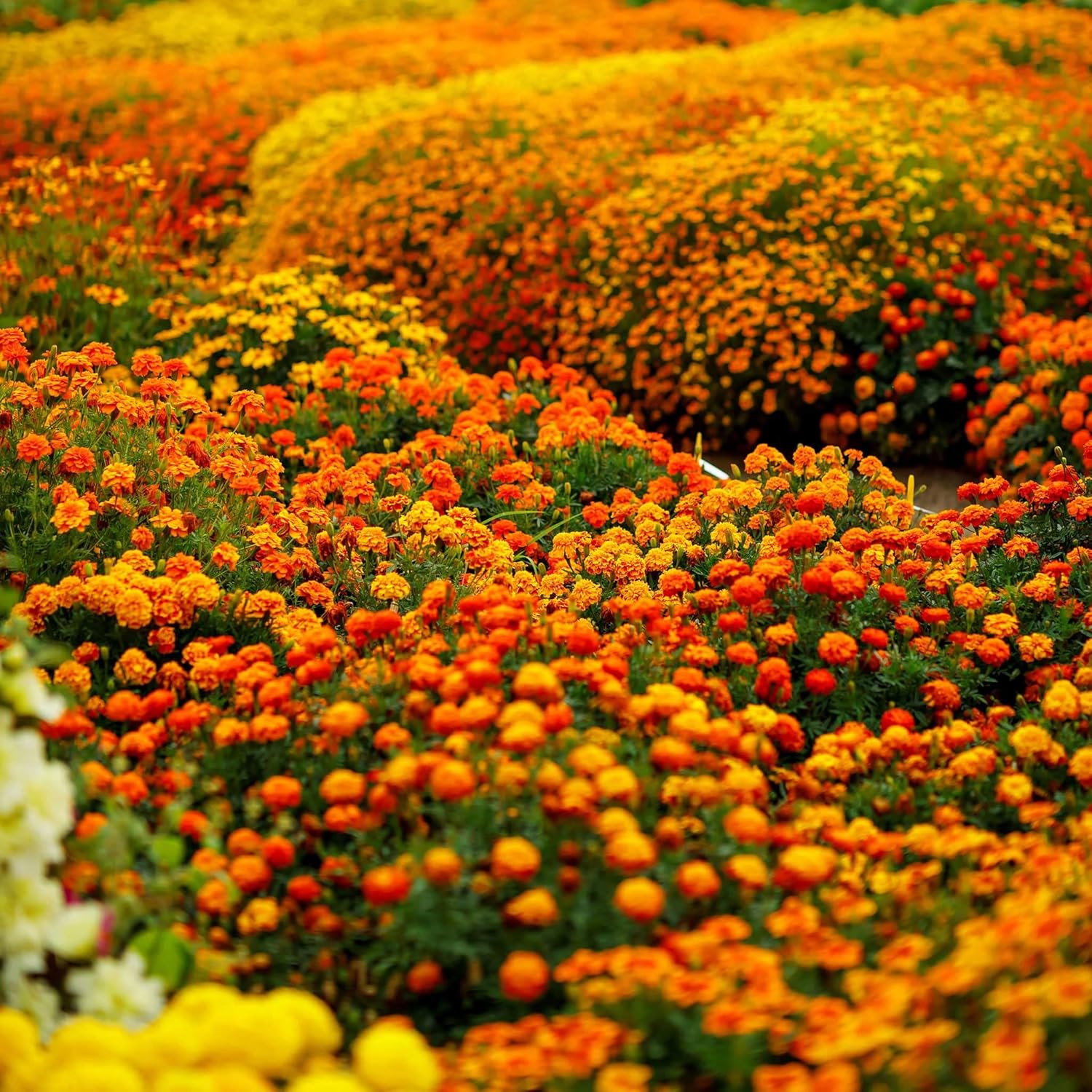 Eden Brothers French Marigold Seeds - Sparky Mix
