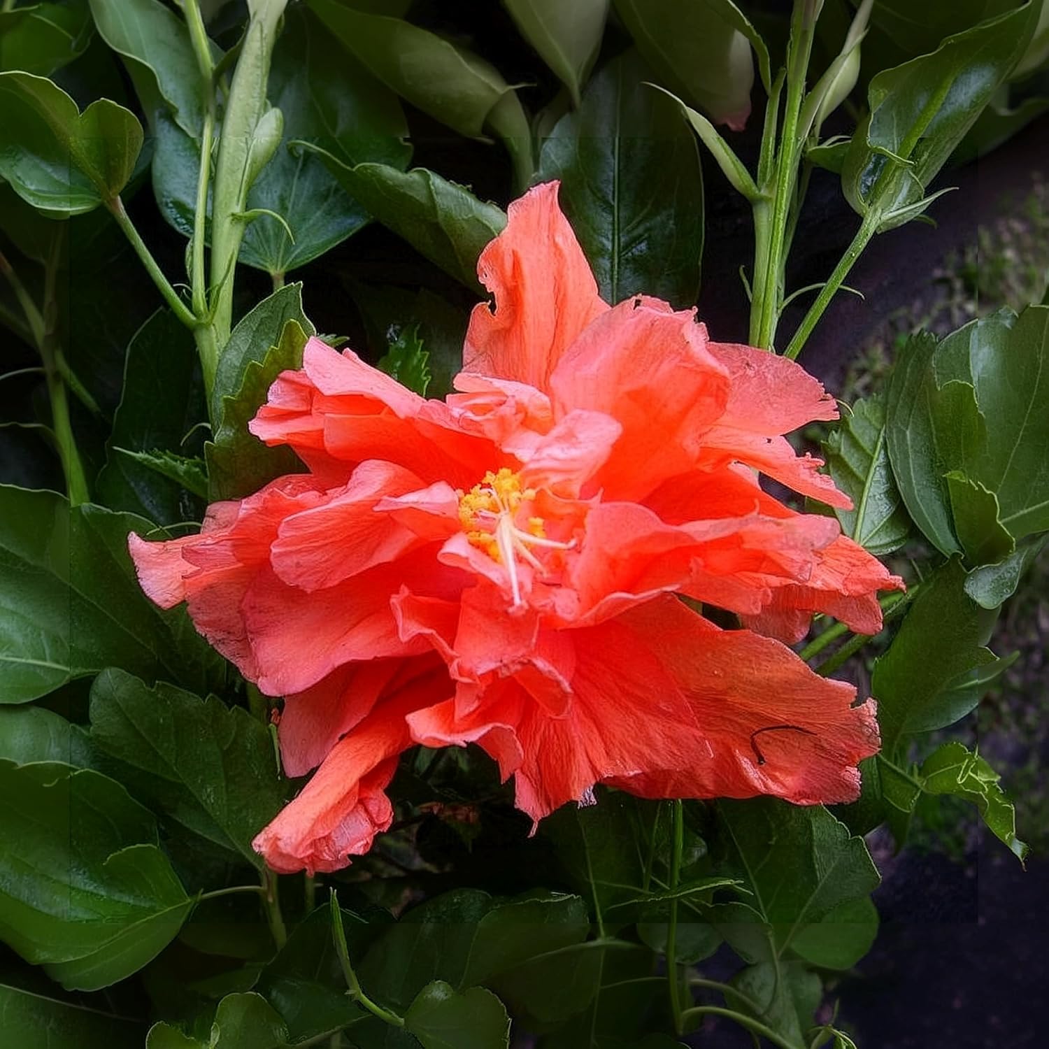 Jane Cowl - Heirloom Tropical Hibiscus rosa-sinensis, Live Tropical Plant, Peach Double Orange Flower, 8-12 Inches Tall - 4 Inch Pot