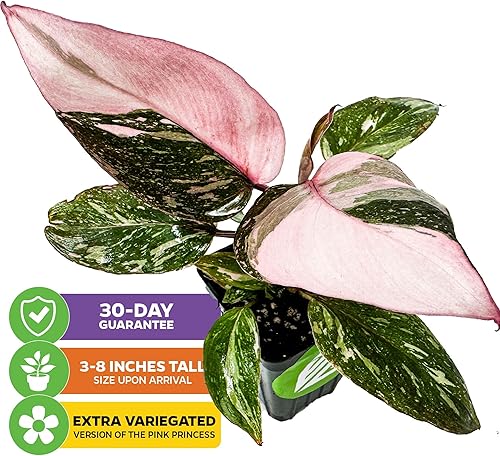 Miniatura 8 de Philodendron "White Princess" - Planta viva abigarrada  Philodendron erubescens by Wellspring Gardens  Plantas de interior raras de interior