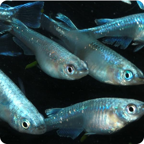 【メダカ 生体 成魚セット】幹之(みゆき) フルボディ めだか 10匹セット(安心梱包ヤマト便・酸素充填発送)初心者向け/ビオトープ・水槽・ギフトに最適 - 2