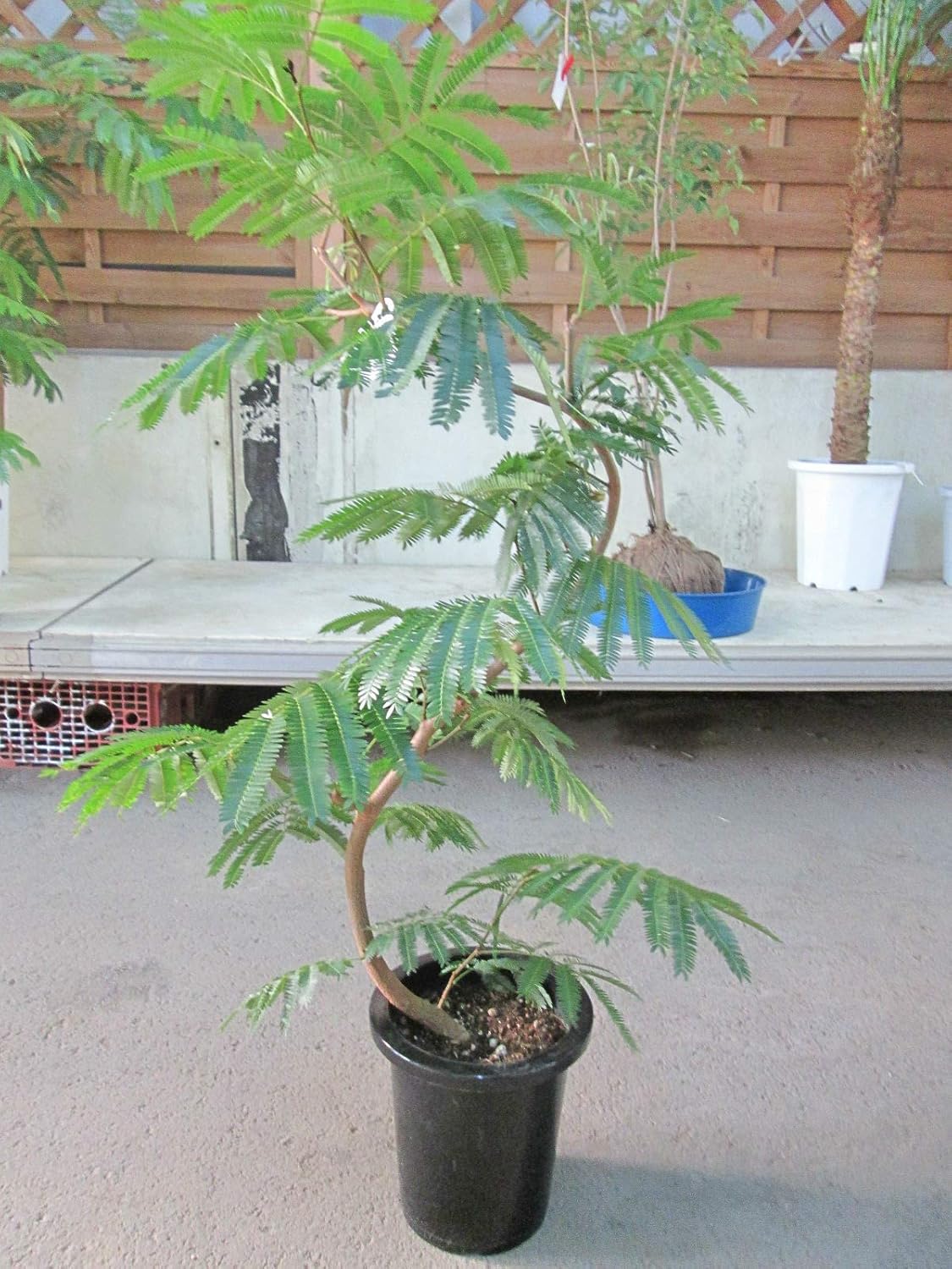 Amazon エバーフレッシュ 曲がり樹形 8号 観葉植物 オンライン通販