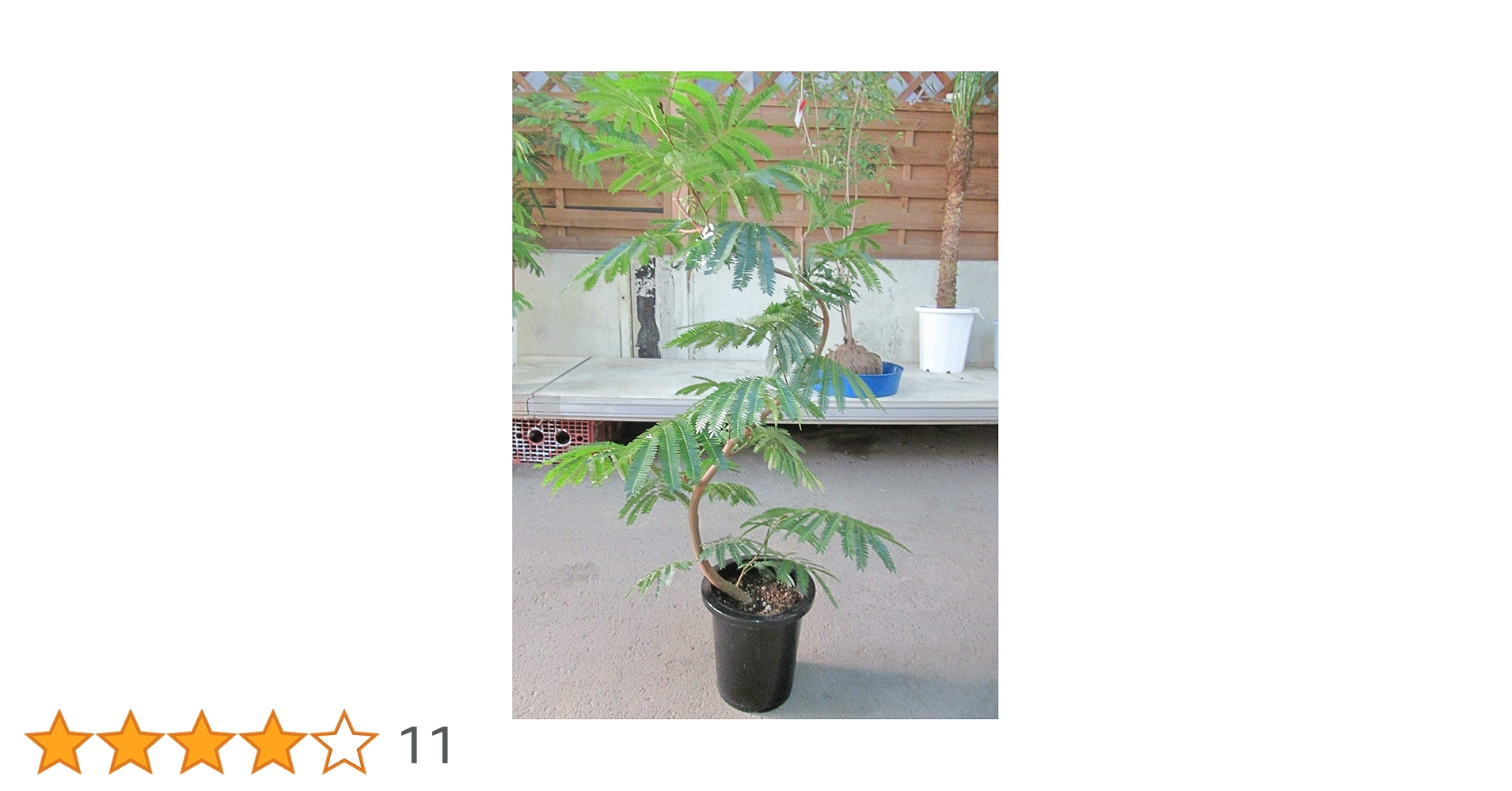 Amazon｜エバーフレッシュ 曲がり樹形 8号｜観葉植物 オンライン通販