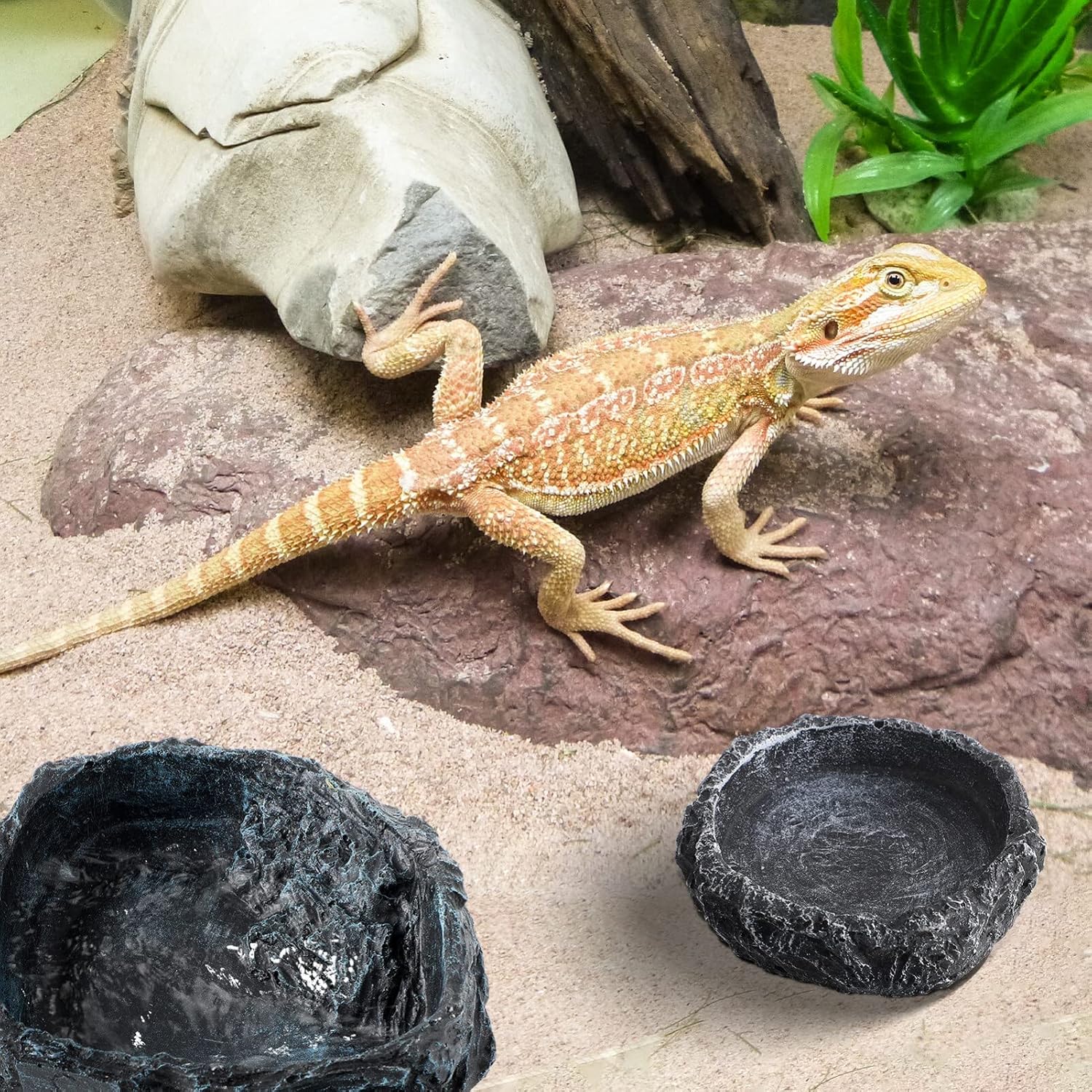 Reptile Bowl - 2Pcs Reptile Water Dish with Feeding Tongs Feeding Bowls Water Bowl Food Dish for Lizard Tortoise