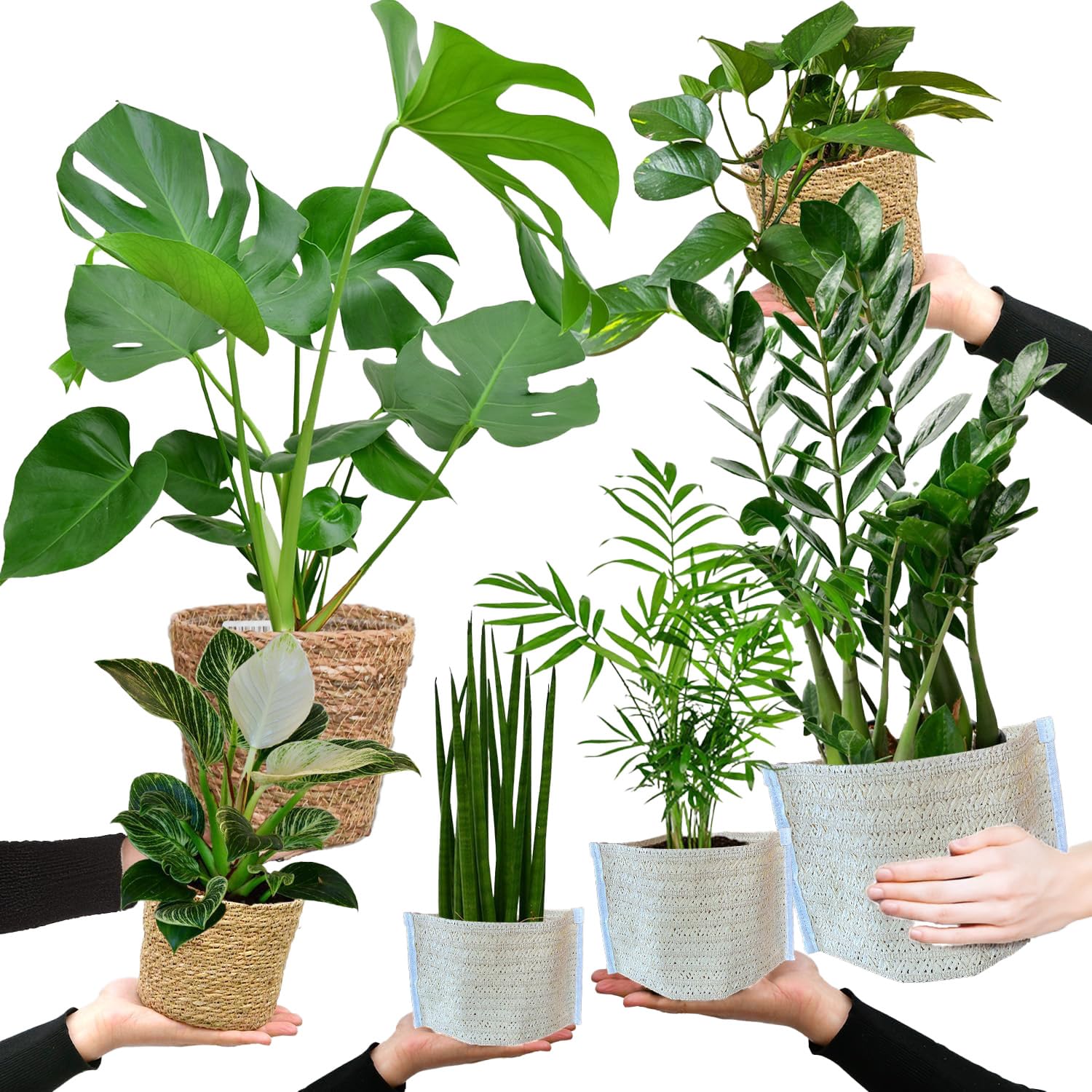 6er-Pflanzen-Set aus Glcksfeder, Efeutute, Fensterblatt, Bogenhanf, Birken- Philodendron & Glckspalme - Zimmerpflanzen frisch aus der Grtnerei - mit  bertpfen - Hhe 20-70 cm - Green Me Up : Amazon.de: Garten
