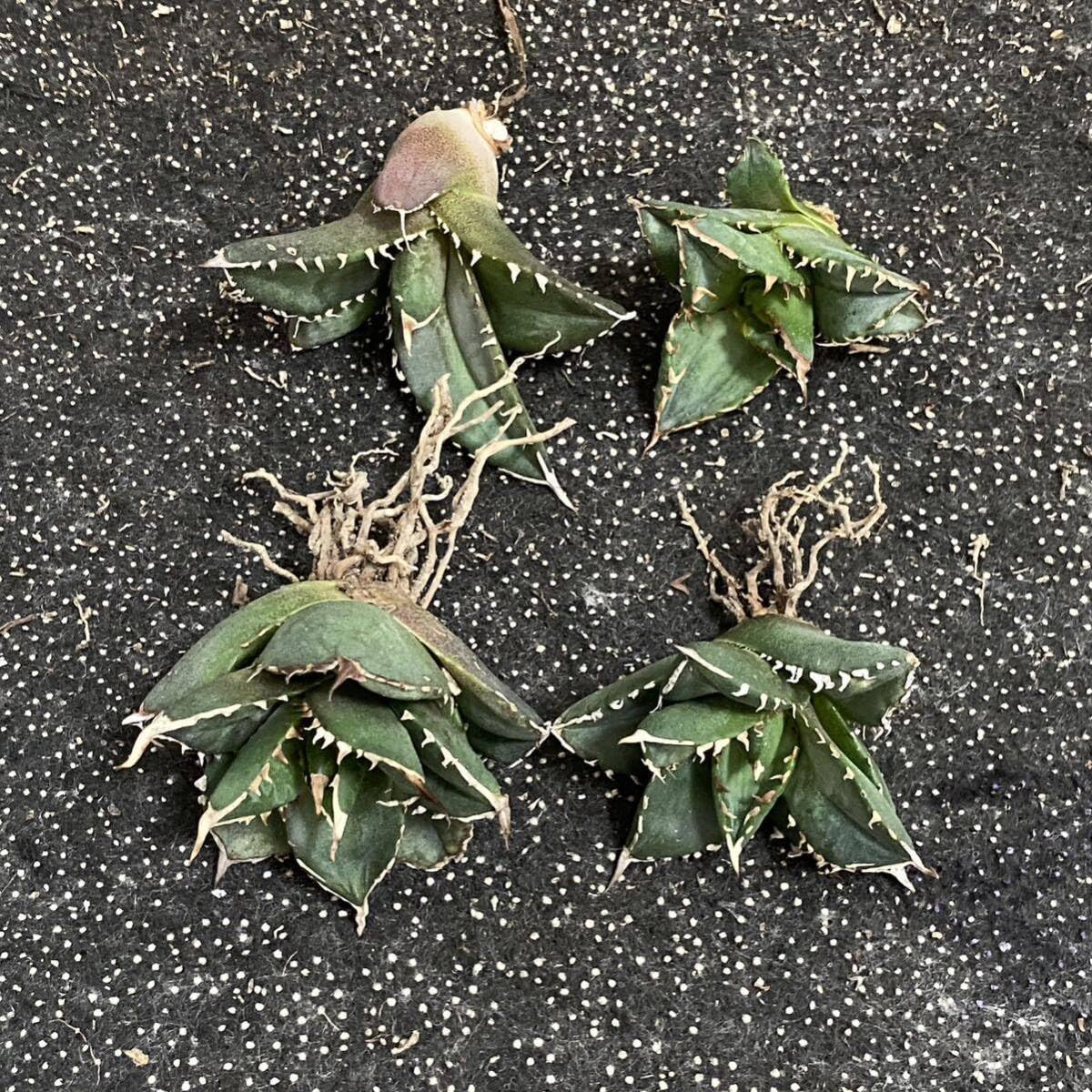 Amazon.co.jp: 多肉植物アガベ チタノタ 海王小株 4株同梱 発根済  