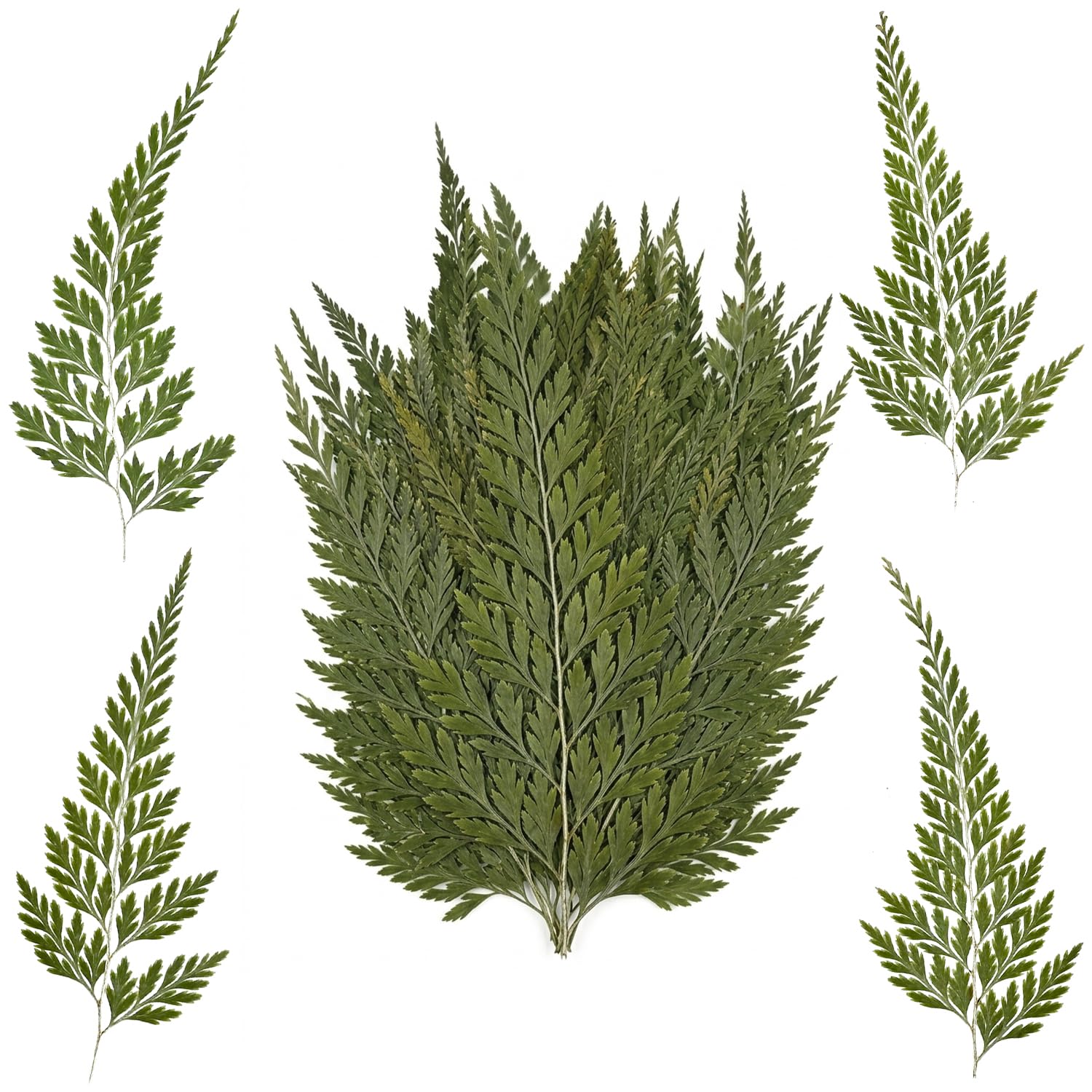 24 Pcs Dried Flowers, Pressed Flowers Leaves Natural Ferns Dried Plant for DIY Papper Crafts Jewelry Candle Soap Vase Making Scrapbook Art Decors
