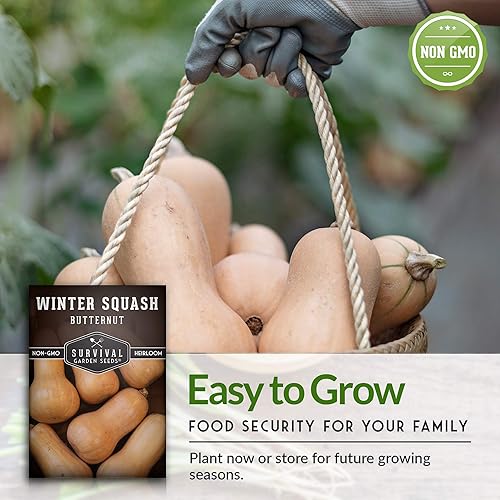 Miniatura 7 de Survival Garden Seeds - Semillas de calabaza Butternut para plantar - Paquete con instrucciones para plantar y cultivar plantas de calabaza de