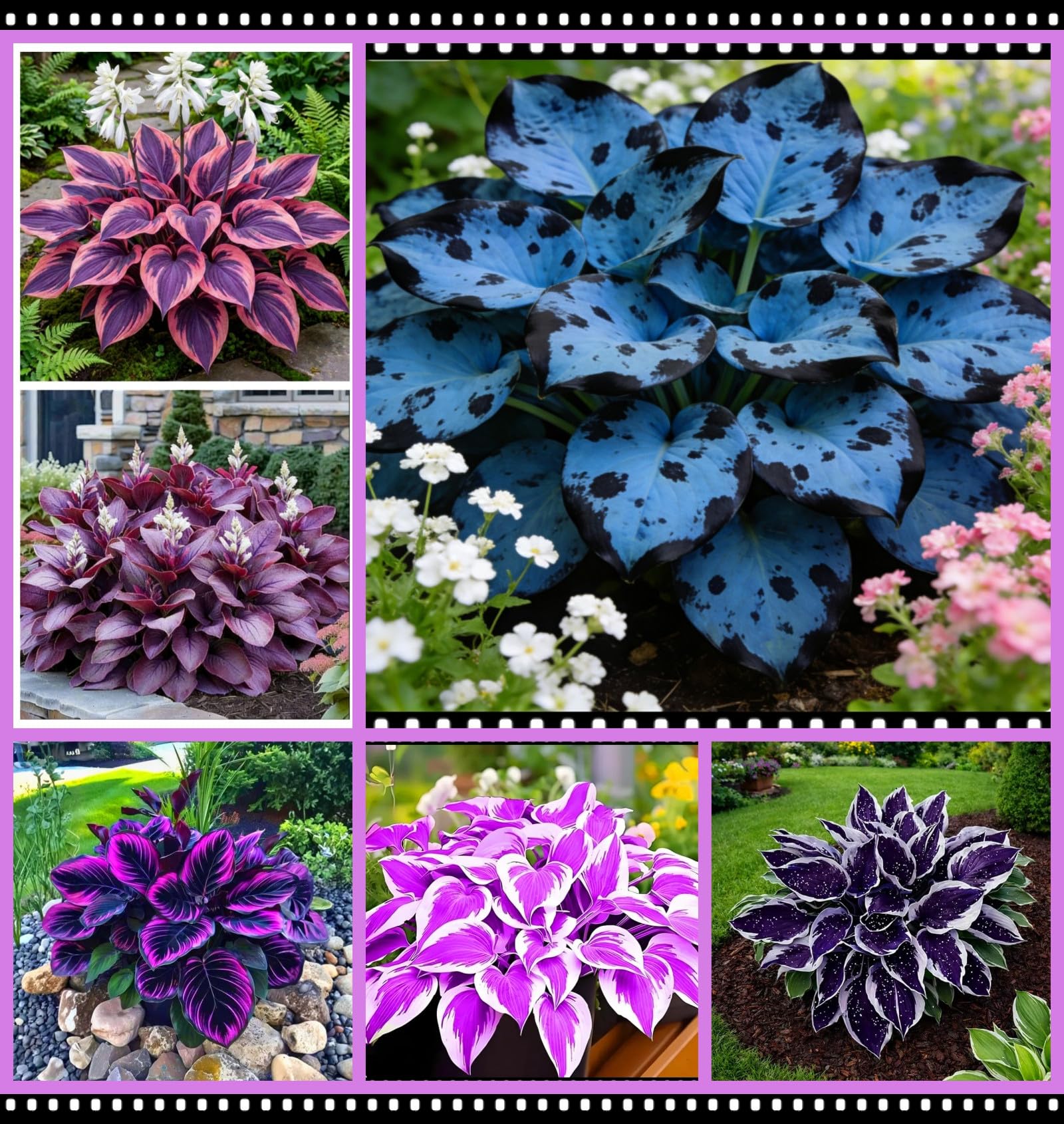 Hybrid Hosta Bare-Root | Midnight Blue Heart Series, Shade-Loving and Cold-Hardy, Easy to Cultivate, Ideal for Garden Borders and Potted Plants/Hardy Perennial, Excellent Display-15 hosta Bulbs-B