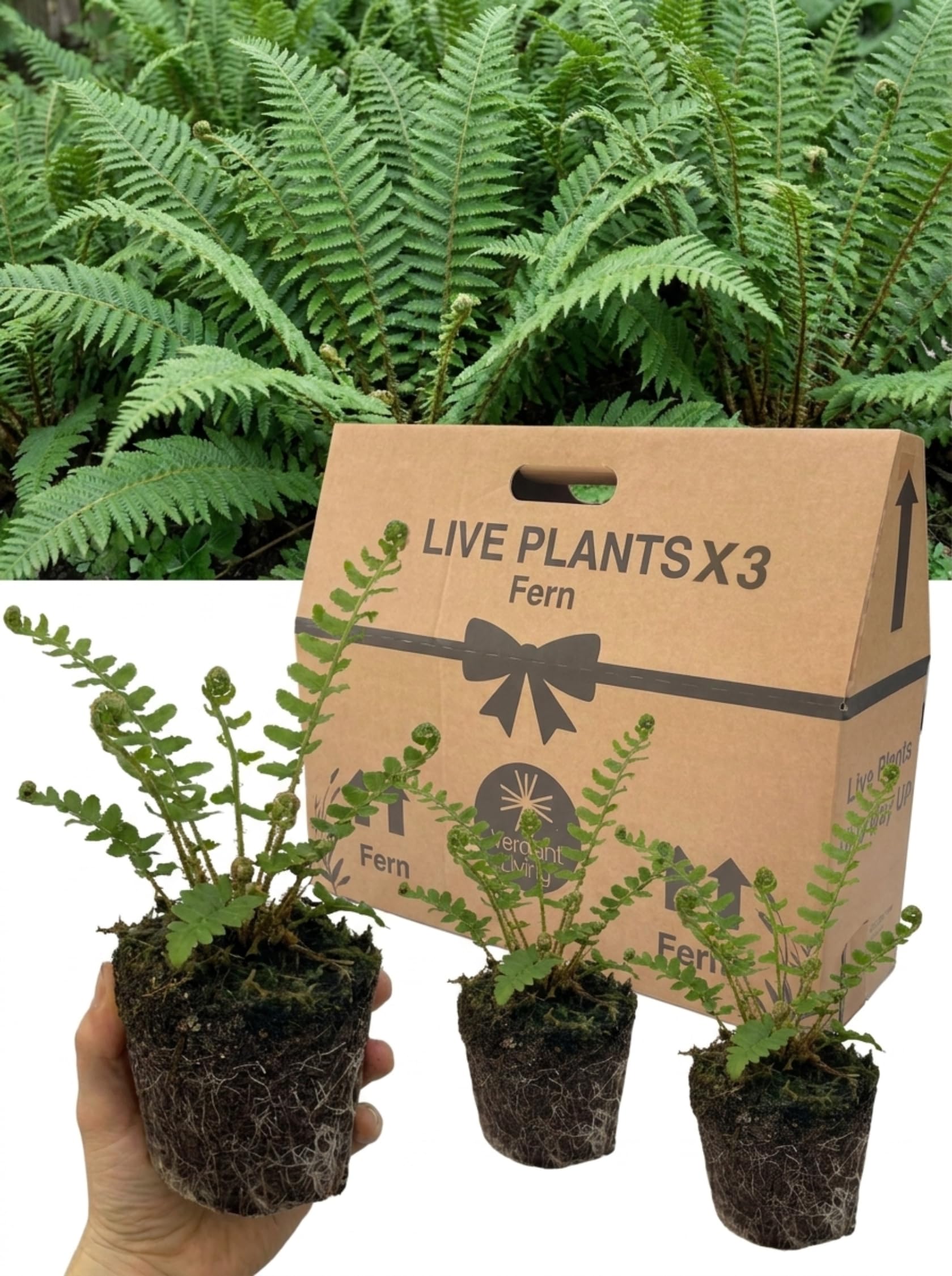3 Soft Shield Fern Plants – Polystichum Setiferum – 1 Litre Root Ball – Hardy Evergreen Perennial Ferns for Garden, Shade, Borders, Patio & Woodland – Low Maintenance, UK Grown, Year Round Foliage — image 1
