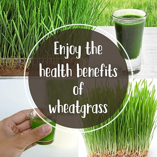 Miniatura 8 de Pro Micro Jute Microgreens - Rollo de tapete de cultivo  10 pulgadas de ancho por 100 pies de largo  1 rollo  Almohadilla de cultivo hidropónica