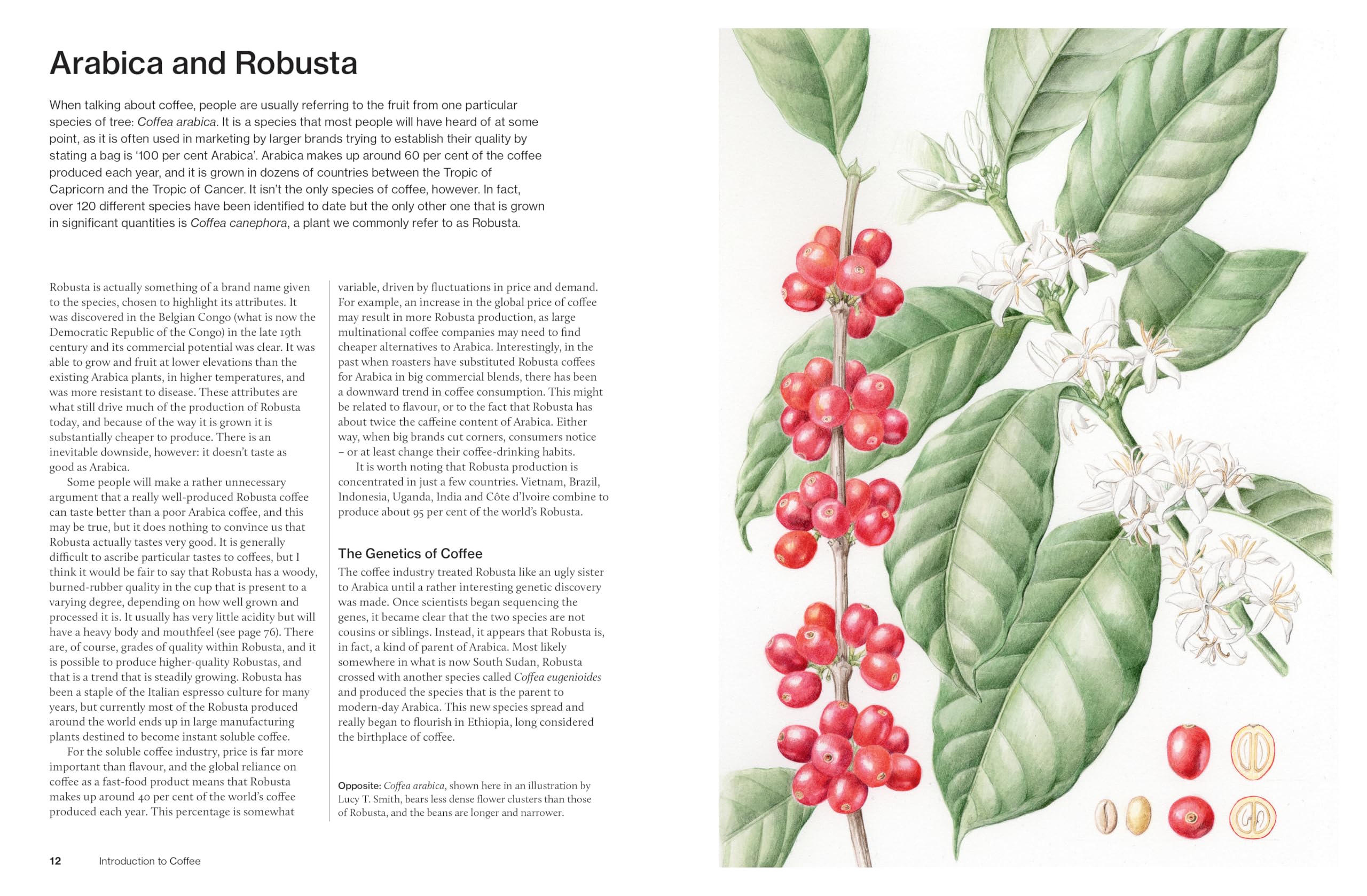 The World Atlas of Coffee 3rd edition: From beans to brewing – coffees explored, explained and enjoyed