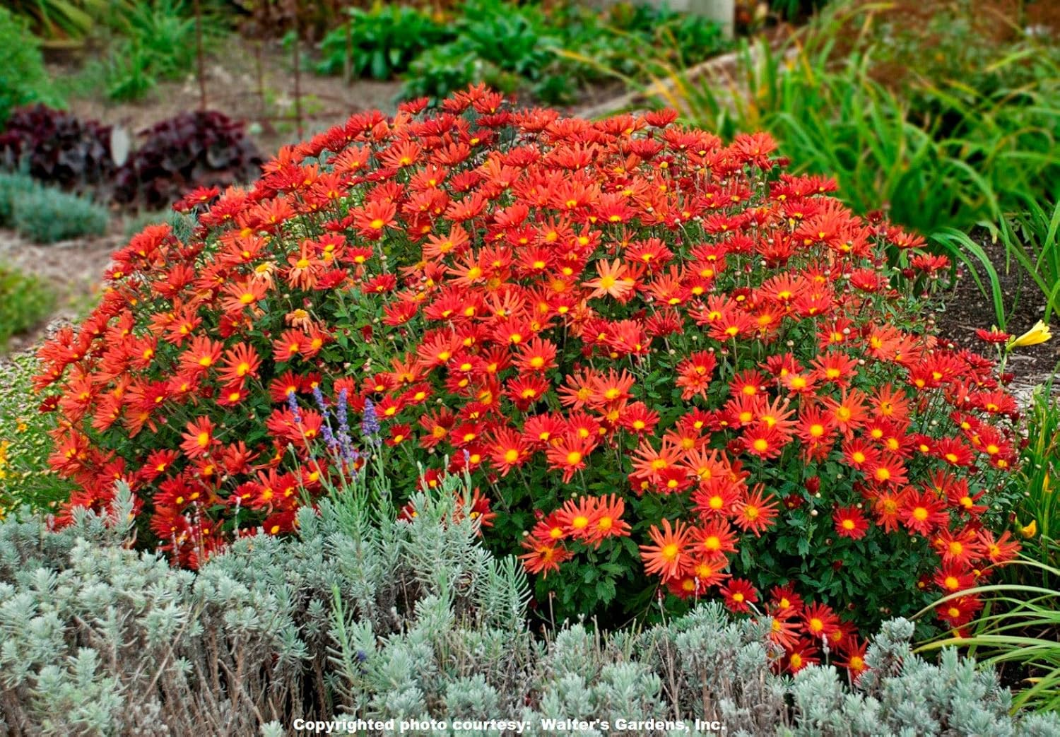 Chrysanthemum Overture Hardy Mum Shasta Daisy 2.5" Pot = 1
