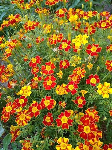 Miniatura 6 de 100+ Semillas Mezcla de Caléndulas Mexicanas - Flor Multicolor