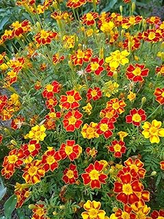 SeedsUA: Seeds Marigolds Mexican Mix Tagetes Madjestic Annual Flowers for Planting