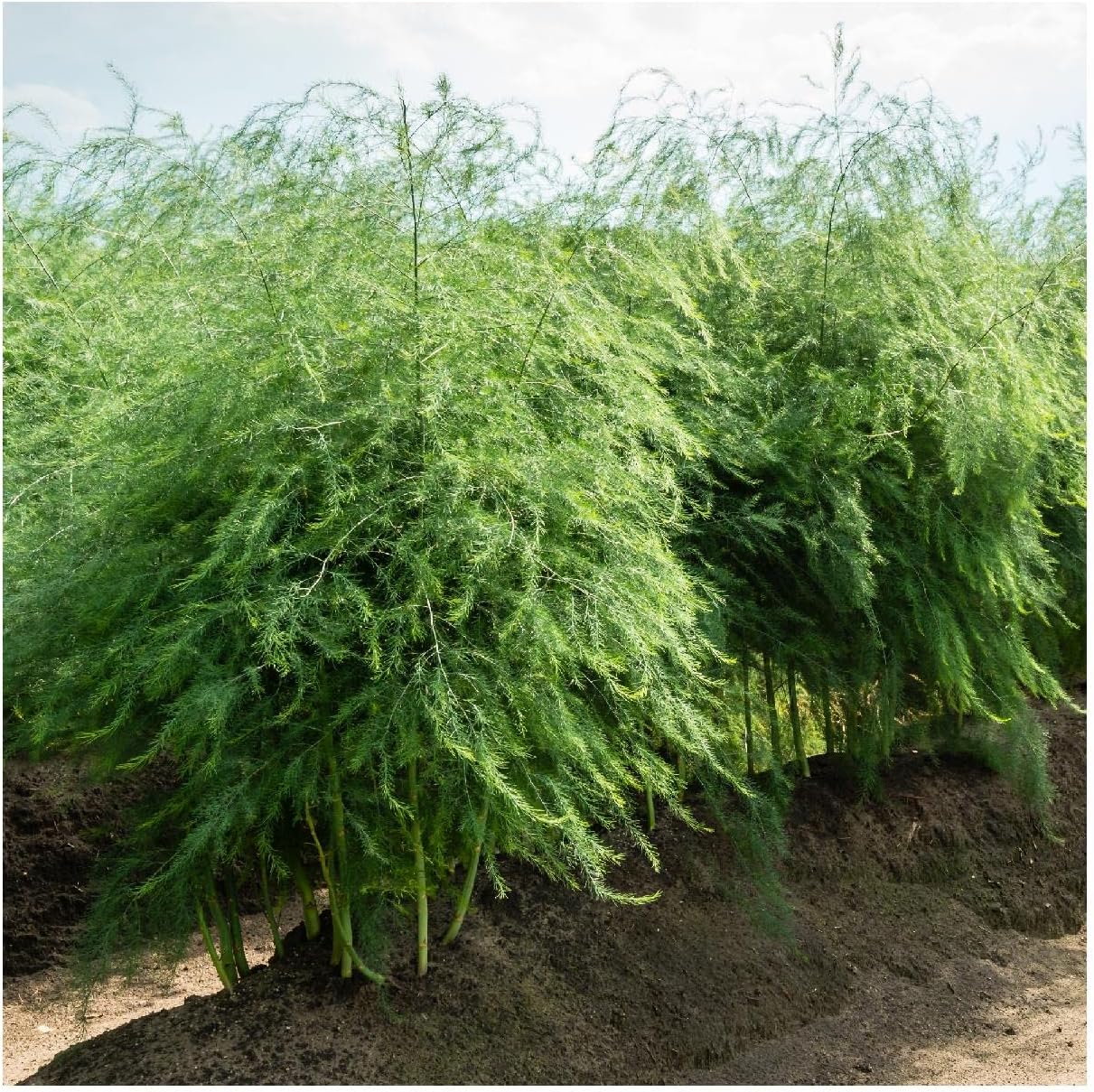 Everwilde Farms - 1 Lb Mary Washington Asparagus Seeds - Gold Vault