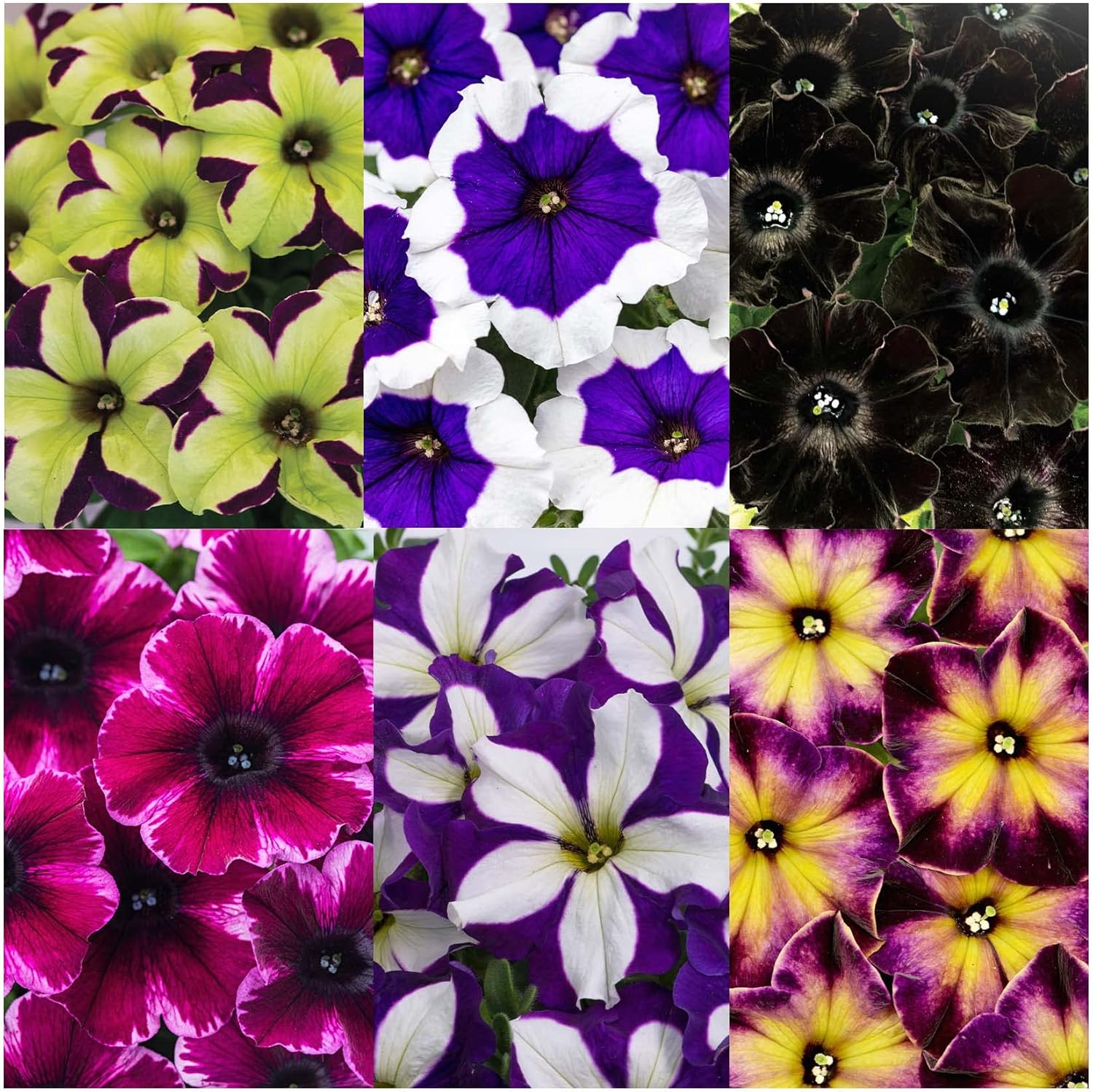 Petunia Crazytunia Collection 6 Different Starter Plants .Fantastic