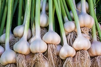 Garlic Bulb 8 Pack, Fresh California SOFTNECK Garlic Bulb for Planting and Growing Your OWN Garlic