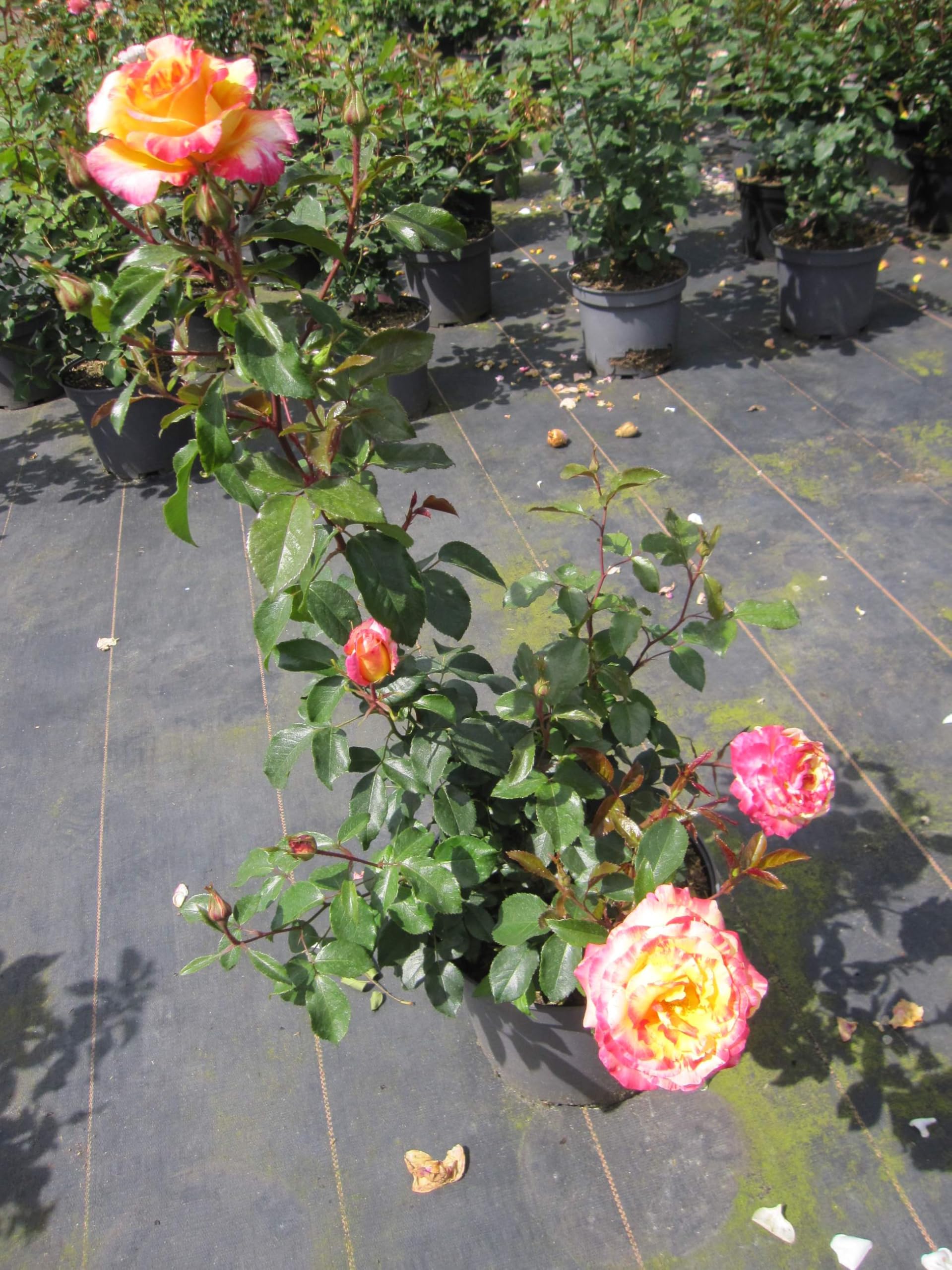 Rosa Camille Pissarro ® - Strauchrose - Malerrose - Floribunda - Delbard Rose