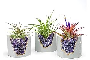 Zen Haven for Little Greens: Live Mini Succulent Plants Nestled in a Geode Sanctuary