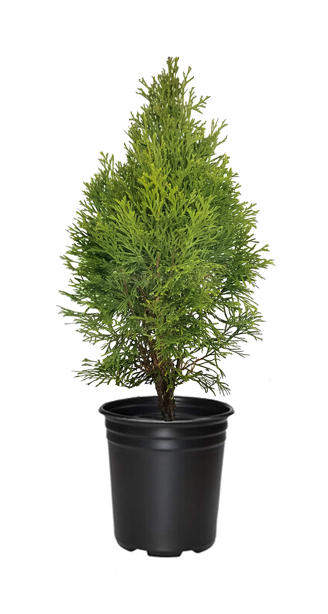 Buy Emerald Green Arborvitae Thuja Occidentalis Smaragd 1 Live Tree Evergreen Privacy